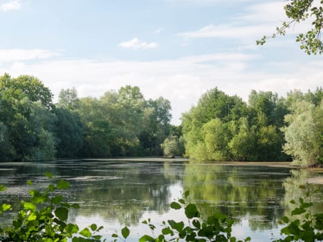 a summer lake side view with trees, clouds, algae, and reflections  Suffolk  UK