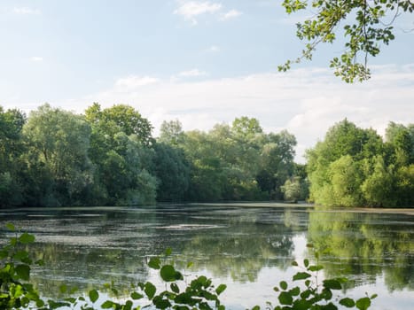 a summer lake side view with trees, clouds, algae, and reflections  Suffolk  UK