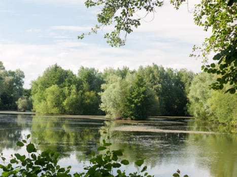 a summer lake side view with trees, clouds, algae, and reflections  Suffolk  UK