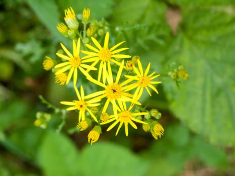 Growing and Budding Goat's Beard Close up  Essex  UK