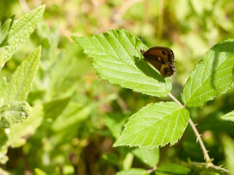 A Moth Resting on a Plant Leaf (Maniola)  Essex  UK