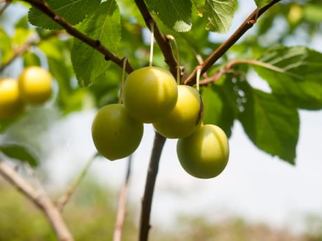 Wild Close Up Growing Gage Plums on Tree  Essex  UK