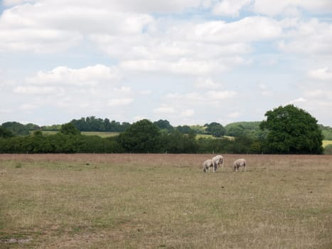 Three Sheep grazing in a farm field  Suffolk  UK