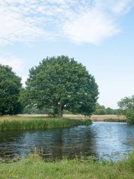 oak tree at the side of a river in sun  Suffolk  UK