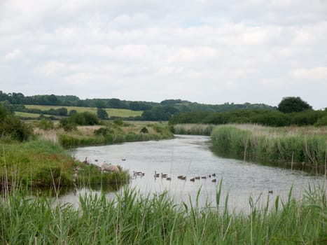 several bean geese on a scenic lake  Suffolk  UK