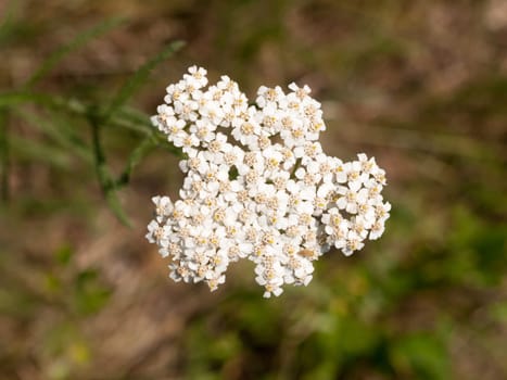 White Yarrow Flower Buds Growing up Isolated  Essex  UK