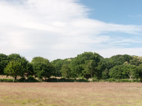 an empty farm field with trees and clouds on a sunny day  Suffolk  UK