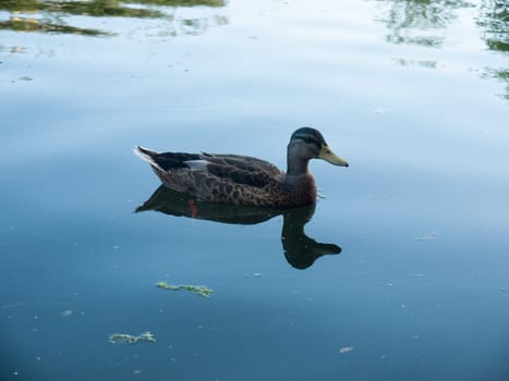 side ways female mallard on lake close up  Suffolk  UK