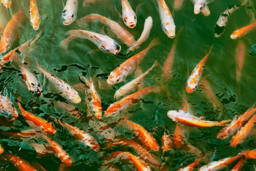 Image of colorful koi fish in the pool
