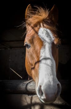Horse portrait on dark and blurred background