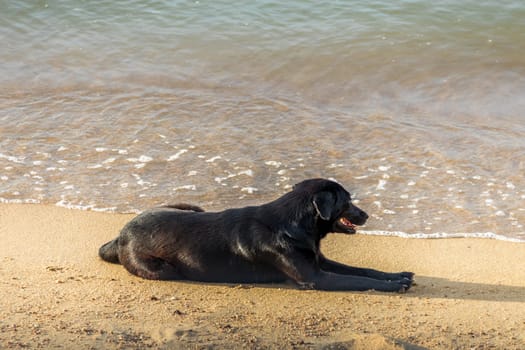 stray on samui