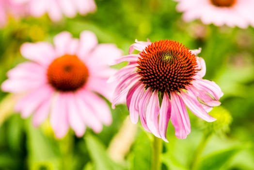 Echinacea purpurea,medicinal plant of Indian medicine