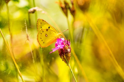 Golden Eight,near a trap of a wasp spider