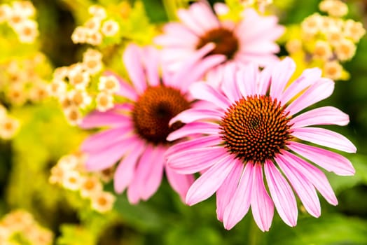 Echinacea purpurea,medicinal plant of Indian medicine