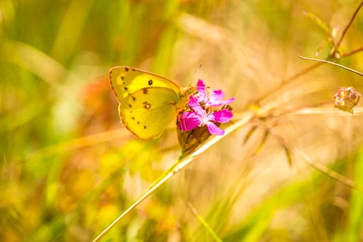 Golden Acht,Colias hyale,on Carthusian carnation