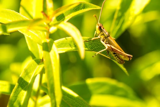 The Common Grasshopper,Chorthippus parallelus