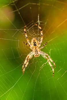 Cross spider,Araneus diadematus,in the web