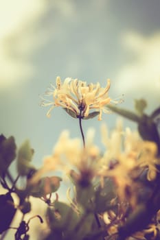 Forest honeysuckle - Lonicera periclymenum in a detail shot - Vintage look
