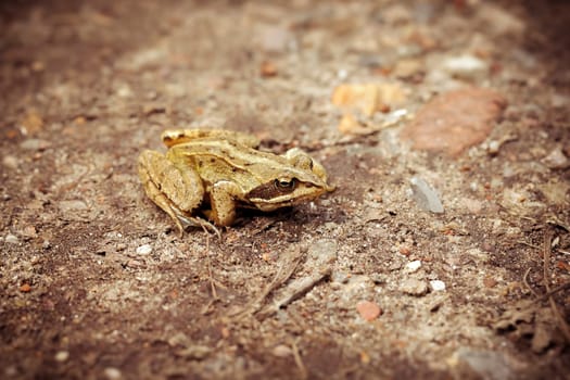 Moor frog on a forest path - Rana arvalis in a detailed shot