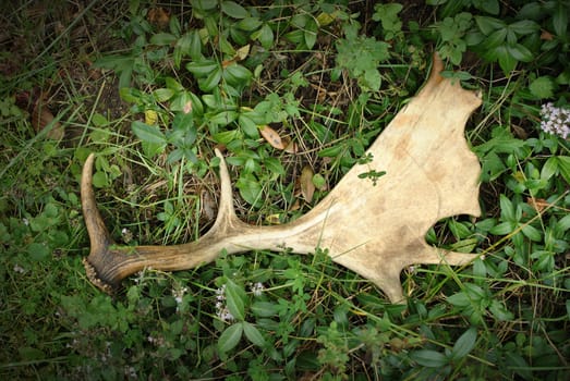 Antlers in the grass