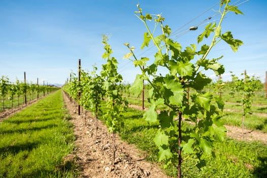 Agriculture, vineyard in spring and blue sky with clouds