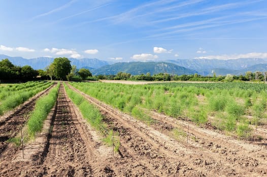 Plantation of asparagus. Panoramic view with asparagus field,mountauns, sky and clouds. Agriculture landscape.