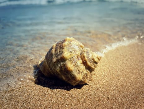 Large whelk shell washed by sea waves. Summer vacation background