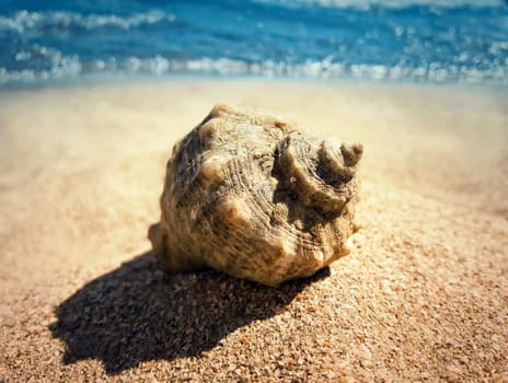 Whelk shell standing in the golden beach sand . Summer vacation background
