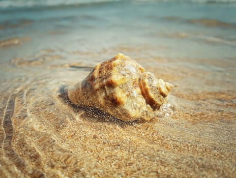 Large whelk shell washed by sea waves. Summer vacation background