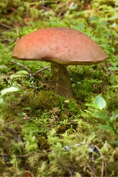 Mushroom in the forest