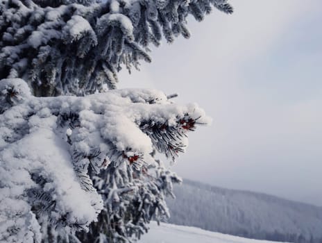 Winter fir closeup in snowy forest. Pine branches covered with snow in cold winter weather.