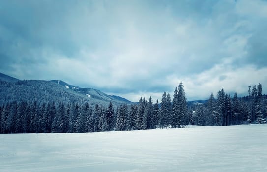 Beautiful view with snow covered forest hills in a cloudy winter day. Coniferous trees in Carpathians mountains, Bukovel, Ukraine.