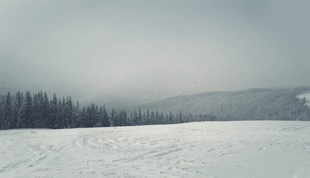 Beautiful winter landscape with snowy fir trees and hoarfrost. Christmas background.