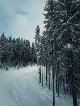 Wonderful hill side meadow covered with snow near spruce forest in Carpathians mountains under stormy winter sky.