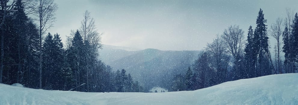 Winter panorama of the mountian forest with snowy fir tree on the foreground during winter snowfall in cold winter weather. Cold tones processing. Winter picturesque scene
