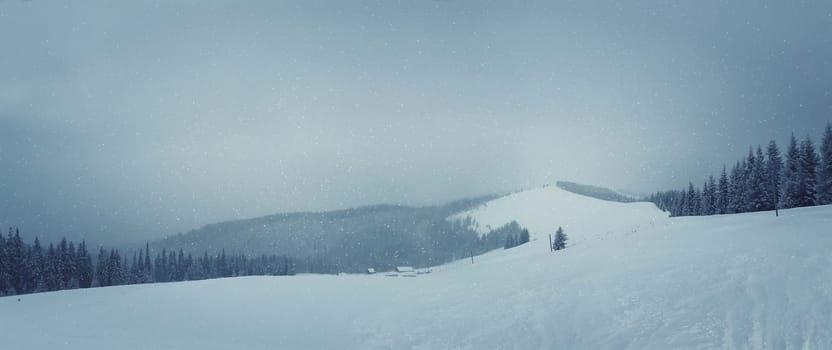 Fir trees under the snow panorama. Mountain forest in winter. Christmas landscape