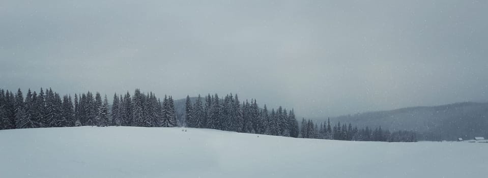 Snowy winter morning in the coniferous forest, snow covered branches of fir trees. Magic panoramic scene.