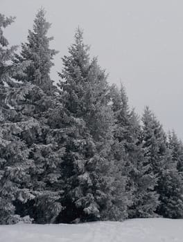 Fir trees under the snow. Mountain forest in winter. Christmas landscape