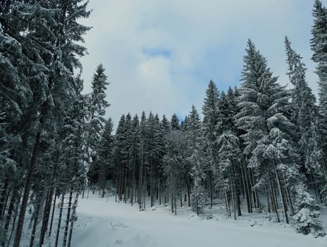 Wonderful hill side meadow covered with snow near spruce forest in Carpathians mountains under stormy winter sky.