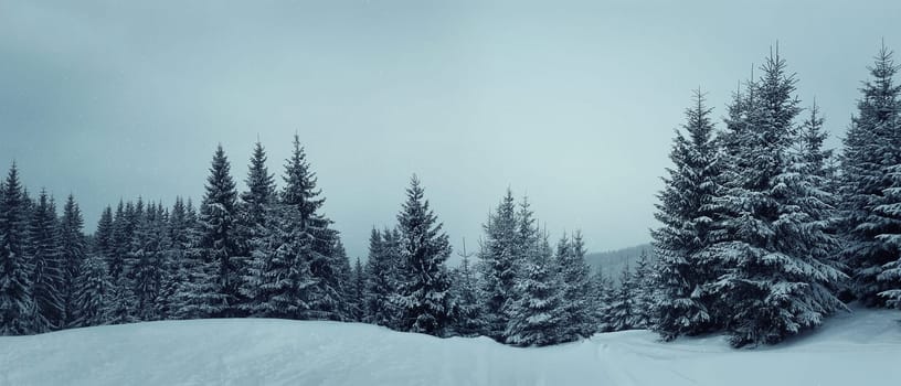 Magic winter landscape between coniferous trees in the forest among snow. Carpathian mountains, Ukraine, Bukovel.