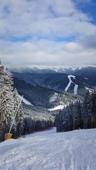 Beautiful view of Carpathians mountain range with the fir forest background in a cold and snowy winter day. Travel, tourism, hiking and trekking concept. Bukovel, Ukraine.
