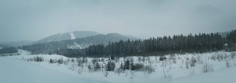 Frosty winter panorama in snowy forest. Pine branches covered with snow in cold winter weather. Christmas background with fir trees.