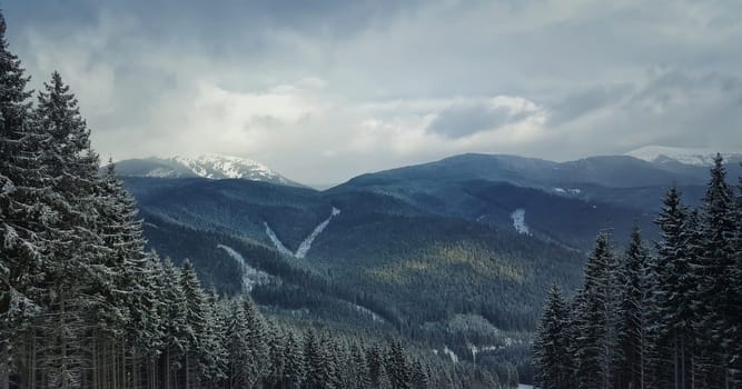 Panoramic view of Carpathians mountain range with the fir forest background in a cold and snowy winter day. Travel, tourism, hiking and trekking concept.