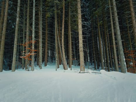 Forest of tall fir trees. Snowy winter pine.