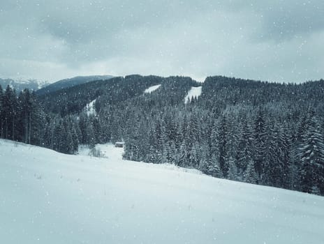Winter landscape with snow drifts in a mountain forest after a snow storm in Carpathians, Ukraine.
