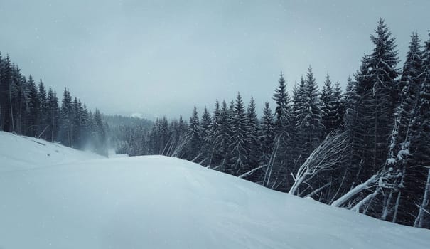 Frosty winter landscape in snowy forest. Pine branches covered with snow in cold winter weather. Christmas background with fir trees.