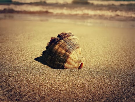 Large whelk shell in the sand near the sea. Golden filter