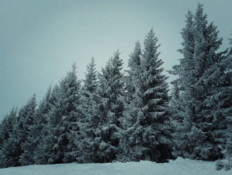 Winter mountain scene with evergreen fir trees covered with snoe.