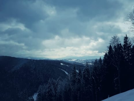 Cool winter landscape, the snow-covered forest on the hills in the early morning in Carpathians mountains.