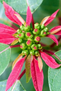 Close-up top red leaves and flower of Poinsettia or Euphorbia Pulcherrima